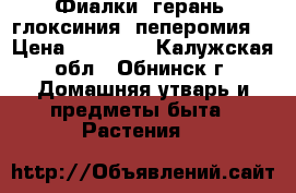 Фиалки, герань, глоксиния, пеперомия, › Цена ­ 50-150 - Калужская обл., Обнинск г. Домашняя утварь и предметы быта » Растения   